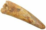 Fossil Pterosaur (Siroccopteryx) Tooth - Morocco #228863-1